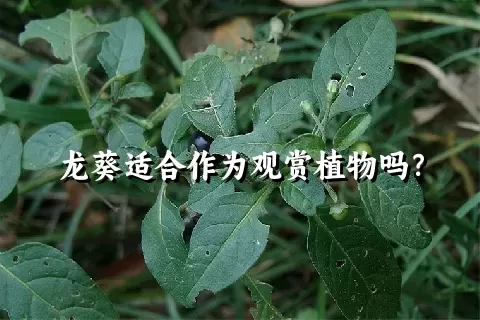 龙葵适合作为观赏植物吗？