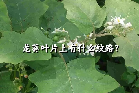 龙葵叶片上有什么纹路？