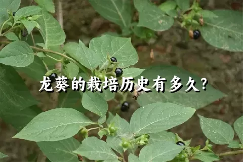 龙葵的栽培历史有多久？