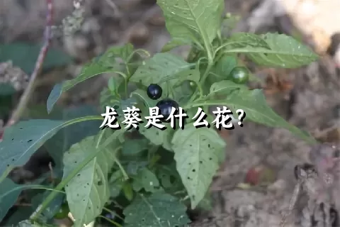 龙葵是什么花？