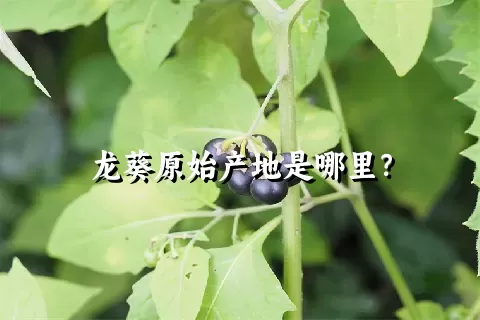 龙葵原始产地是哪里？