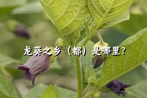 龙葵之乡（都）是哪里？