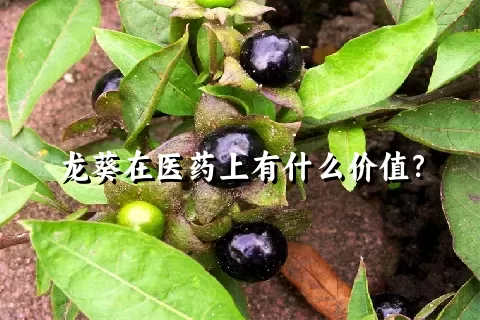 龙葵在医药上有什么价值？