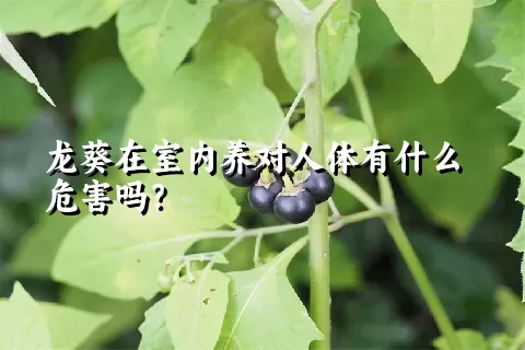 龙葵在室内养对人体有什么危害吗？