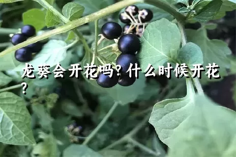 龙葵会开花吗？什么时候开花？