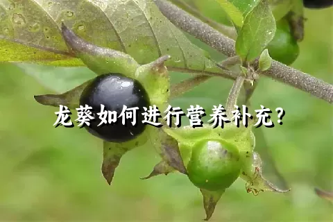 龙葵如何进行营养补充？