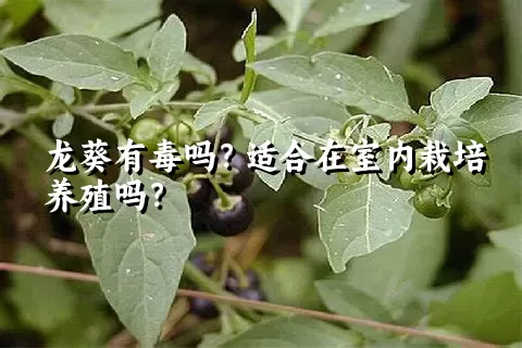 龙葵有毒吗？适合在室内栽培养殖吗？