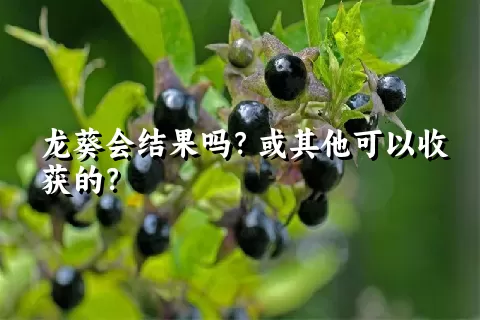 龙葵会结果吗？或其他可以收获的？