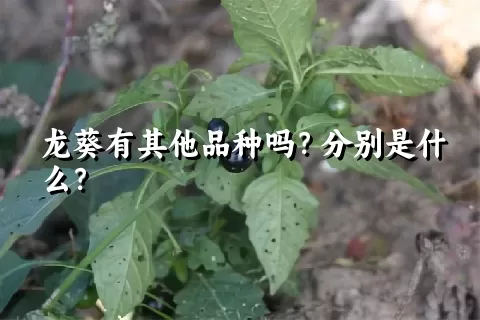 龙葵有其他品种吗？分别是什么？