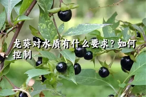 龙葵对水质有什么要求？如何控制