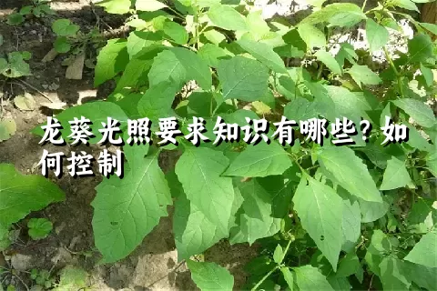 龙葵光照要求知识有哪些？如何控制