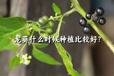 龙葵什么时候种植比较好？