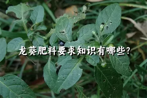 龙葵肥料要求知识有哪些？