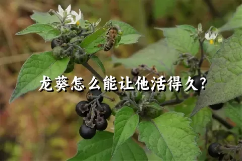 龙葵怎么能让他活得久？