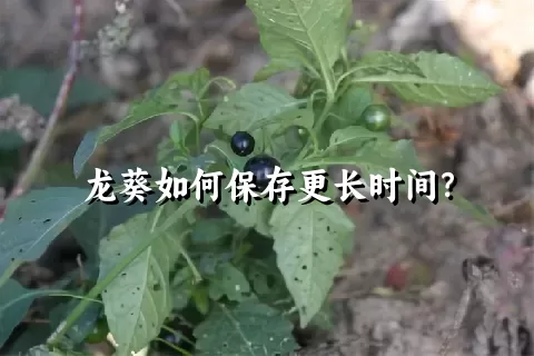 龙葵如何保存更长时间？