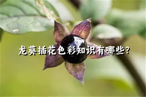 龙葵插花色彩知识有哪些？