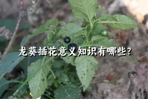 龙葵插花意义知识有哪些？