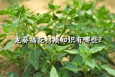 龙葵插花材质知识有哪些？