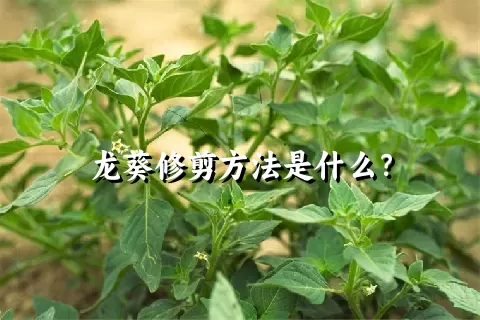 龙葵修剪方法是什么？