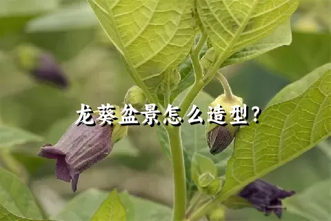 龙葵盆景怎么造型？