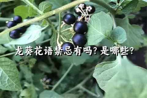 龙葵花语禁忌有吗？是哪些？