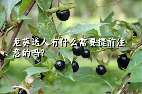 龙葵送人有什么需要提前注意的吗？