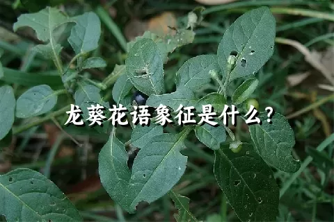 龙葵花语象征是什么？