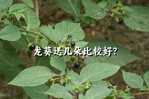 龙葵送几朵比较好？