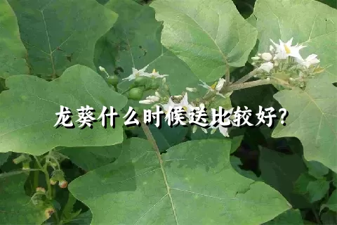 龙葵什么时候送比较好？