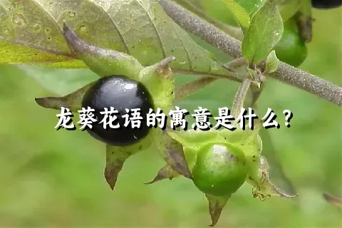 龙葵花语的寓意是什么？