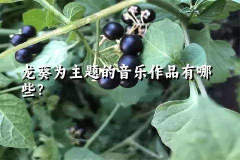 龙葵为主题的音乐作品有哪些？