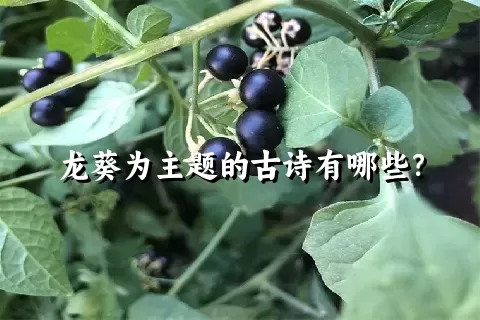 龙葵为主题的古诗有哪些？