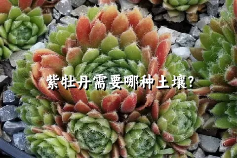 紫牡丹需要哪种土壤？