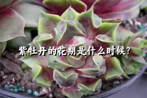 紫牡丹的花期是什么时候？