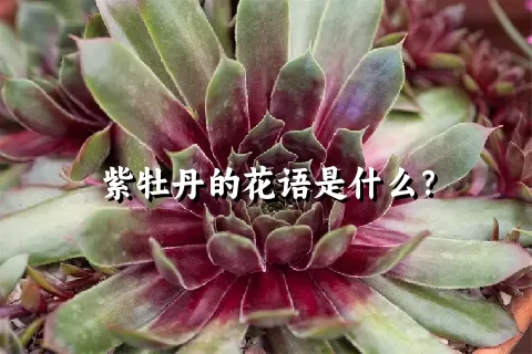 紫牡丹的花语是什么？