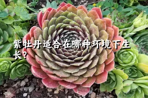 紫牡丹适合在哪种环境下生长？