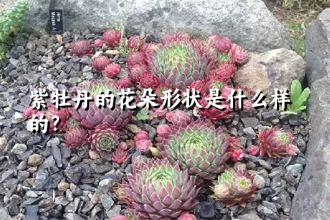 紫牡丹的花朵形状是什么样的？