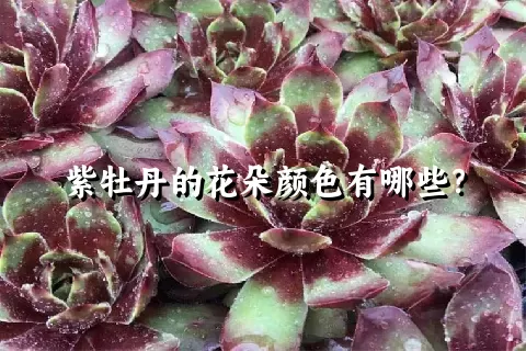 紫牡丹的花朵颜色有哪些？