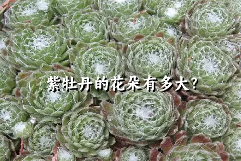 紫牡丹的花朵有多大？