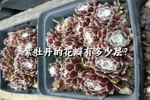 紫牡丹的花瓣有多少层？