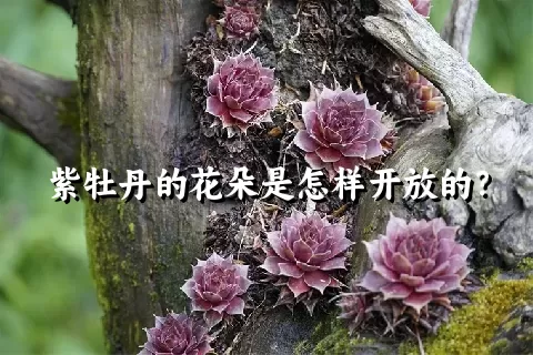 紫牡丹的花朵是怎样开放的？