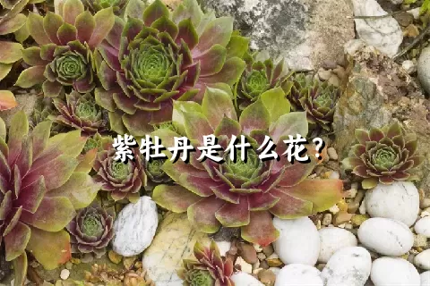 紫牡丹是什么花？