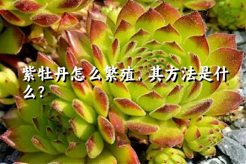 紫牡丹怎么繁殖，其方法是什么？