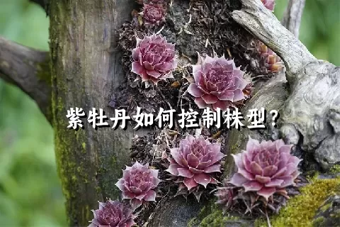 紫牡丹如何控制株型？