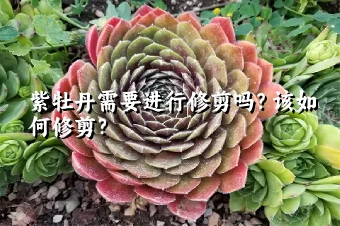 紫牡丹需要进行修剪吗？该如何修剪？