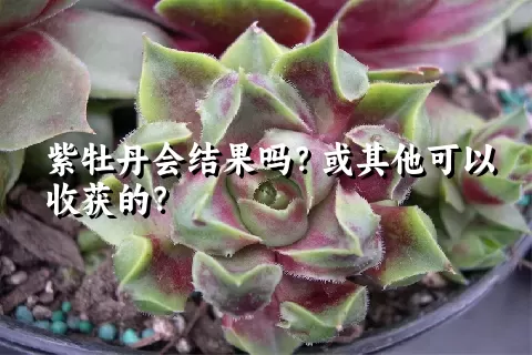 紫牡丹会结果吗？或其他可以收获的？