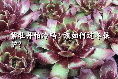 紫牡丹怕冷吗？该如何过冬保护？