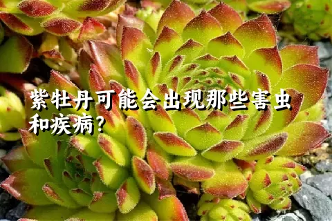 紫牡丹可能会出现那些害虫和疾病？