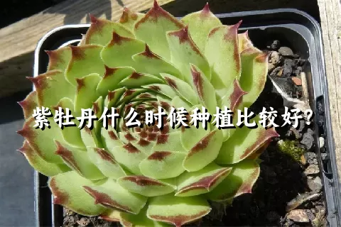 紫牡丹什么时候种植比较好？