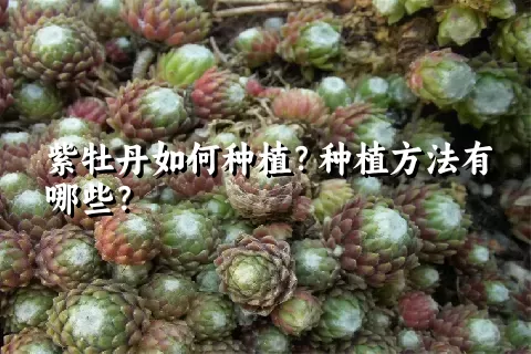 紫牡丹如何种植？种植方法有哪些？